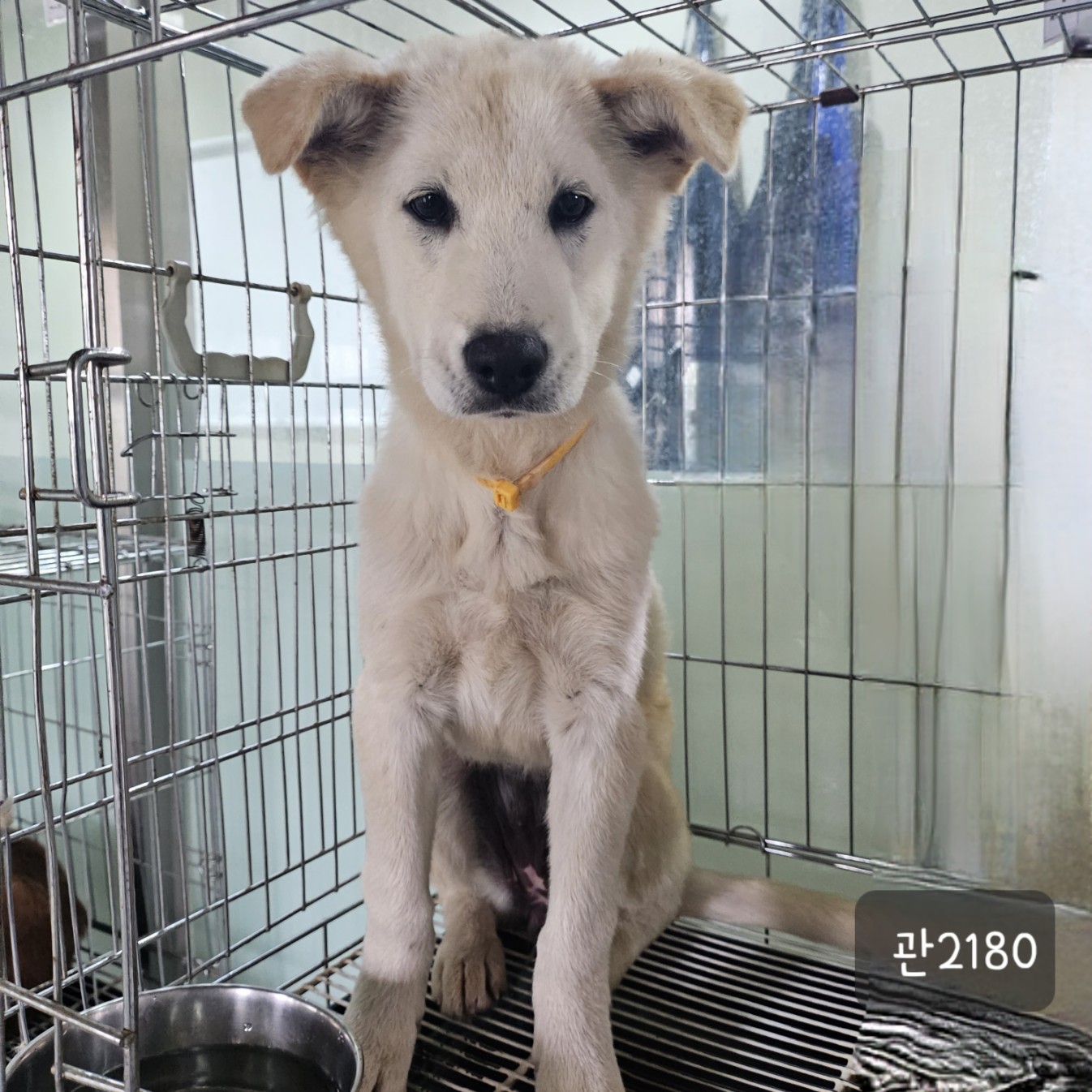 고양시동물보호센터_441394202302180